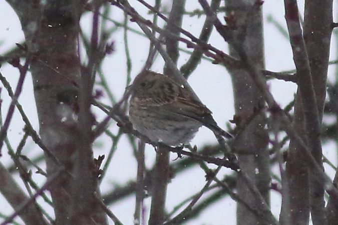 trznadel białogłowy  - Tomasz Folta