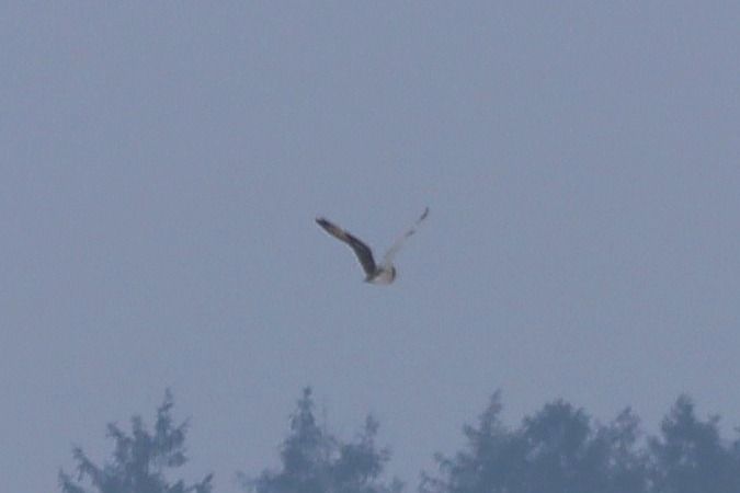 uszatka błotna  - Bartłomiej Łukaszewicz