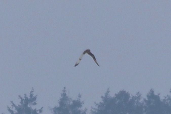 Hibou des marais  - Bartłomiej Łukaszewicz