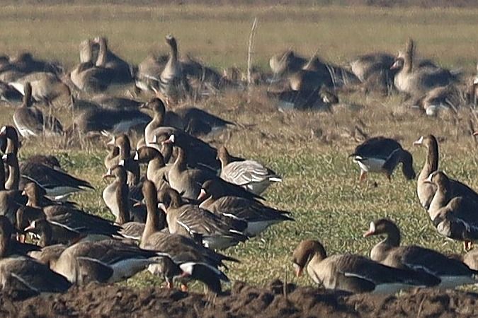 Kurzschnabelgans  - Bartłomiej Łukaszewicz