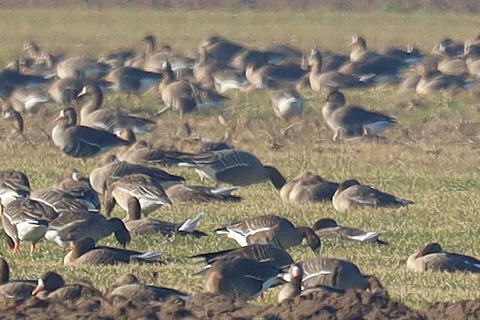 Oie à bec court  - Bartłomiej Łukaszewicz