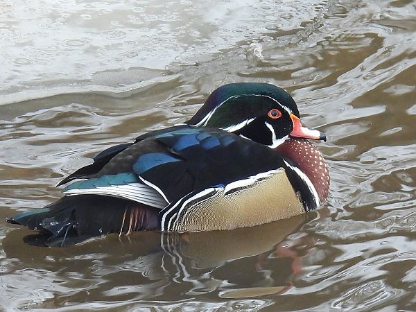Wood Duck  - Kacper Mikulski