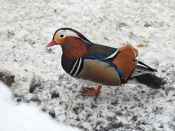 mandarynka  - Kacper Mikulski