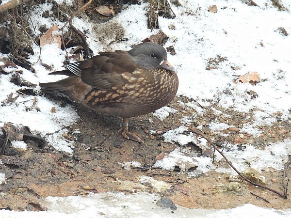 Mandarinente  - Kacper Mikulski