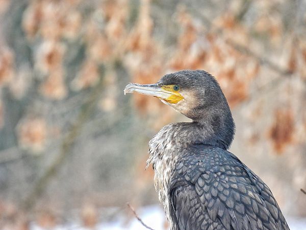 kormoran  - Kacper Mikulski