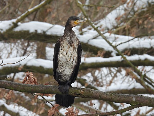 kormoran  - Kacper Mikulski