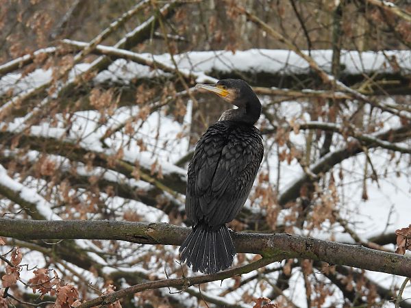 kormoran  - Kacper Mikulski