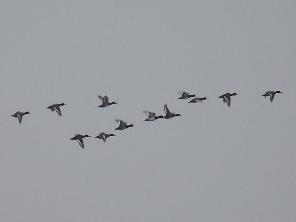 Greater Scaup  - Kacper Mikulski