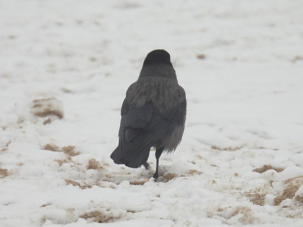 czarnowron x wrona siwa  - Kacper Mikulski