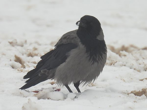 Hybrid Carrion x Hooded Crow  - Kacper Mikulski