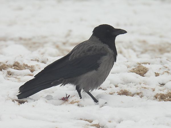 Hybride Corneille noire x mantelée  - Kacper Mikulski