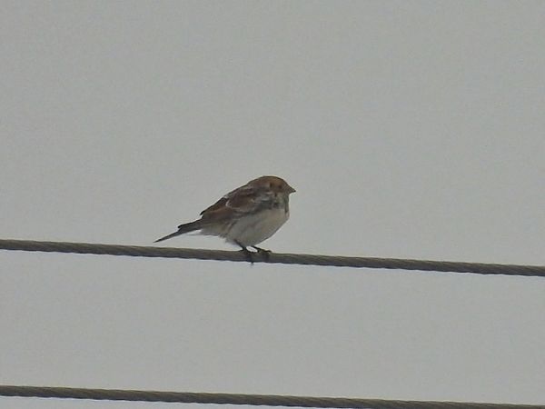 poświerka  - Kacper Mikulski