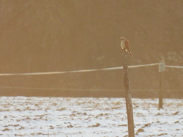 pustułka  - Kacper Mikulski