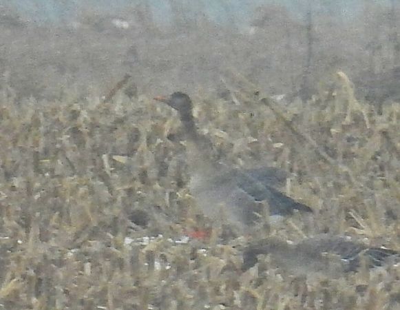 Waldsaatgans  - Kacper Mikulski