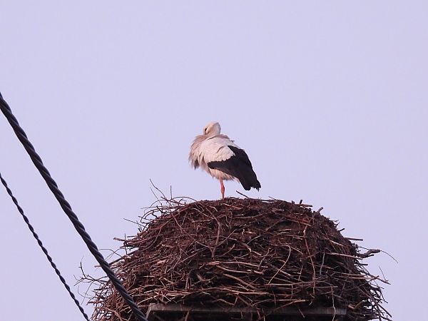 bocian biały  - Kacper Mikulski