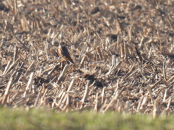 Merlin  - Kacper Mikulski