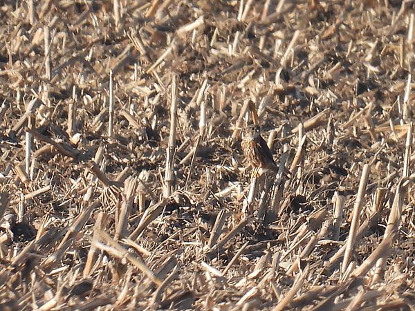 Faucon émerillon  - Kacper Mikulski