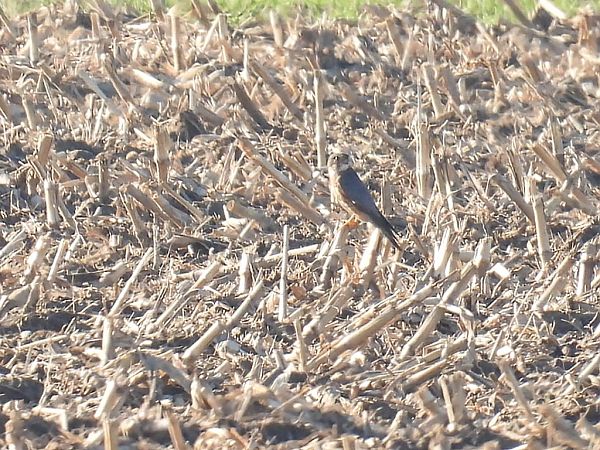 Faucon émerillon  - Kacper Mikulski