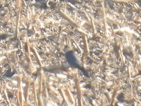 Faucon émerillon  - Kacper Mikulski