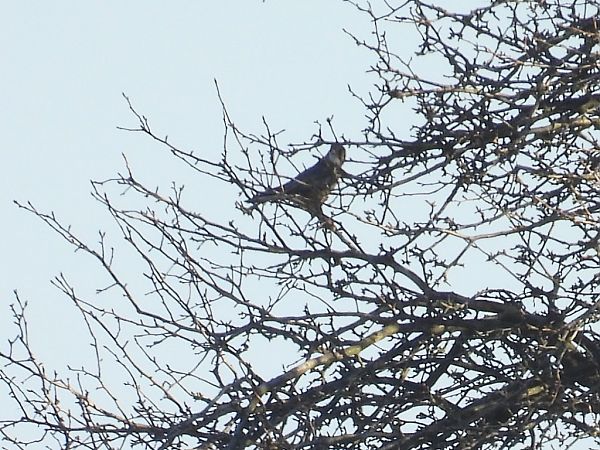 Faucon émerillon  - Kacper Mikulski