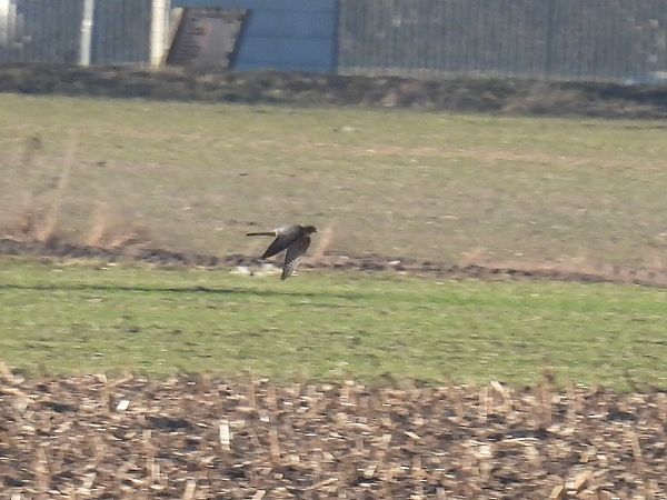 Faucon émerillon  - Kacper Mikulski