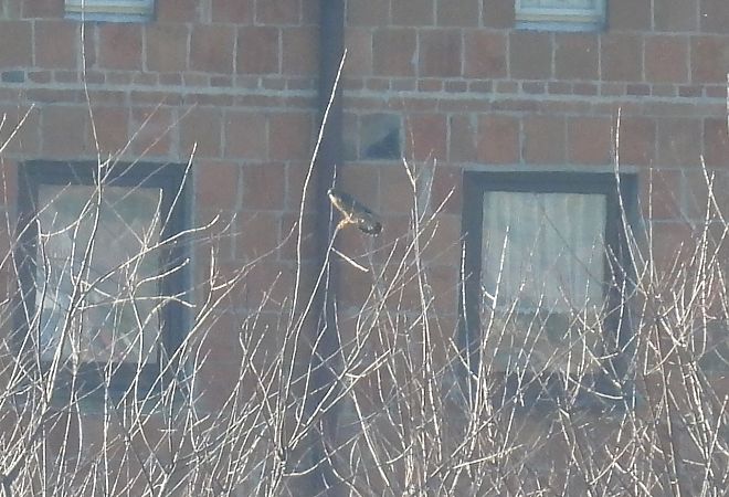 Faucon émerillon  - Kacper Mikulski