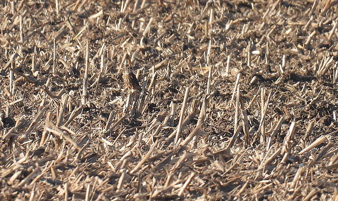 Faucon émerillon  - Kacper Mikulski