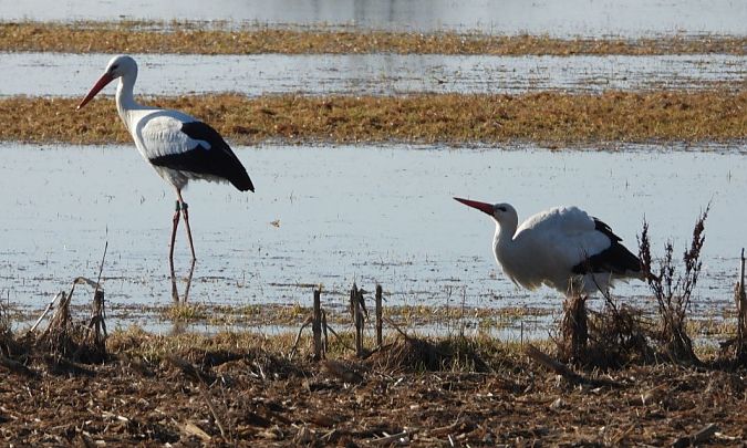 bocian biały  - Adrian Dudkiewicz
