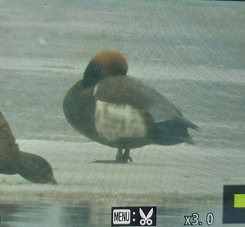 hełmiatka  - Jan Kotlarz