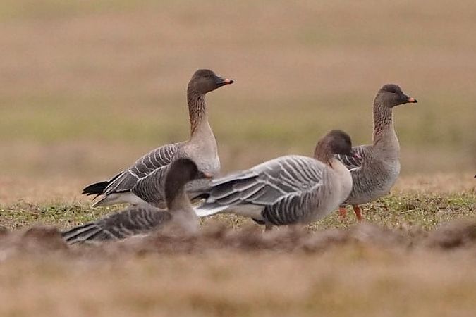 gęś krótkodzioba  - Anonim