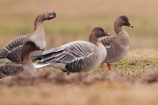 gęś krótkodzioba  - Anonim