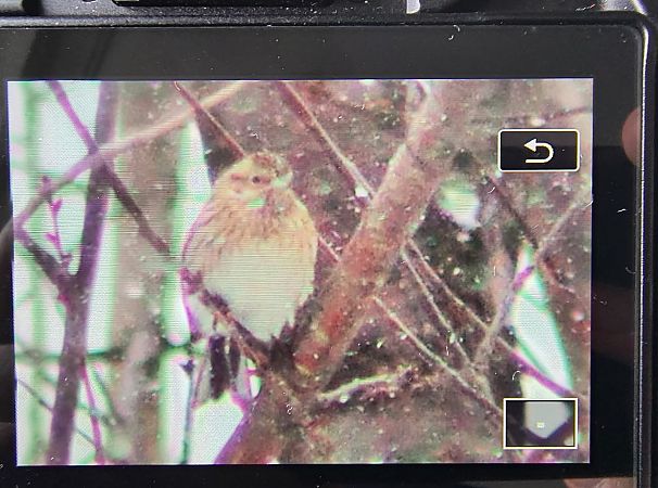 trznadel białogłowy  - Arkadiusz Stasiak