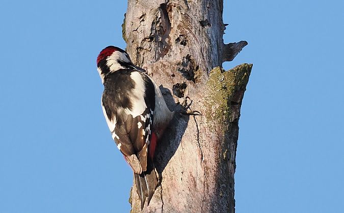 dzięcioł duży x białoszyi  - Jarosław Mydlak