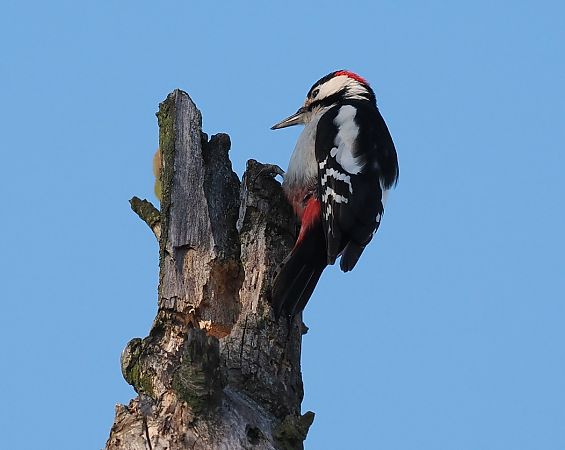 dzięcioł duży x białoszyi  - Jarosław Mydlak