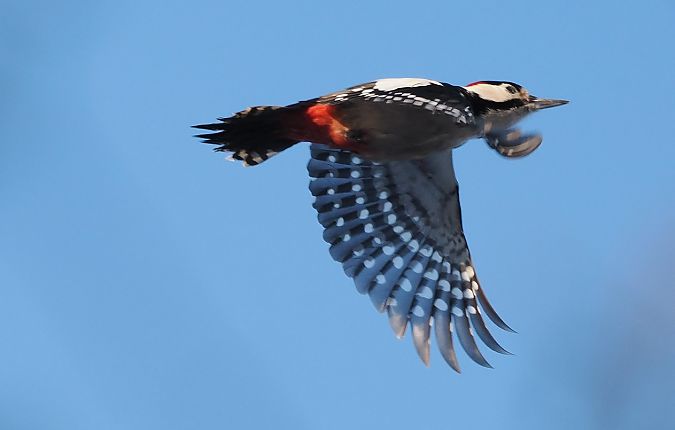 dzięcioł duży x białoszyi  - Jarosław Mydlak