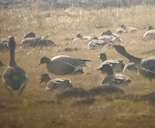 gęś krótkodzioba  - Łukasz Matyjasiak