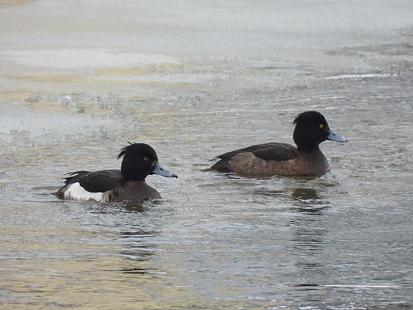 czernica  - Marek Bebłot