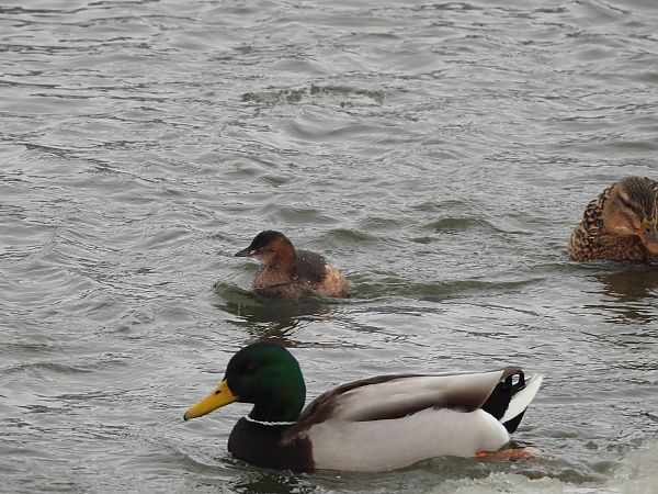 perkozek  - Marek Bebłot