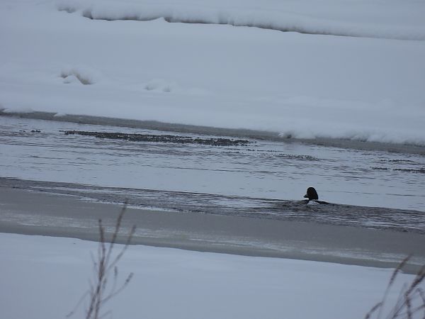 gągoł  - Marek Bebłot