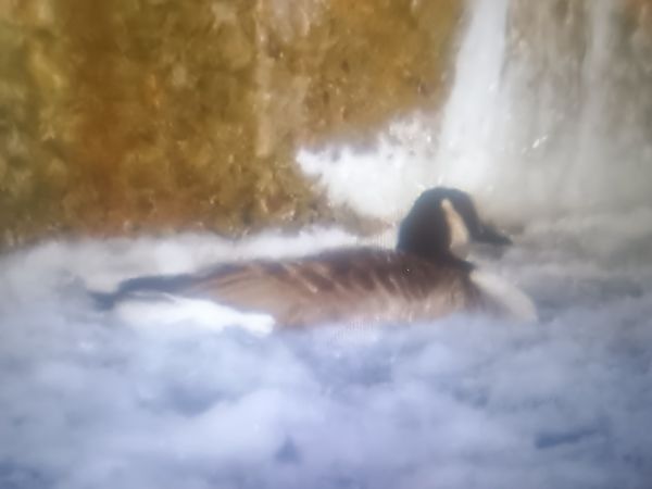 bernikla kanadyjska  - Piotr Janowicz