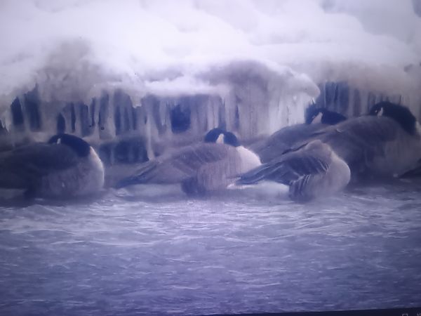 bernikla kanadyjska  - Piotr Janowicz