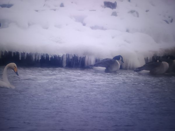 Kanadagans  - Piotr Janowicz