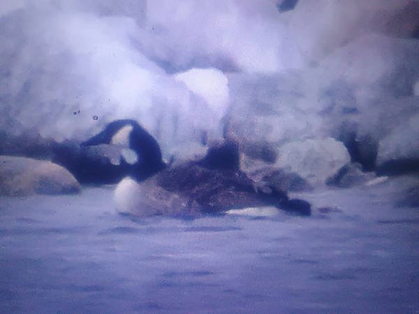 bernikla kanadyjska  - Piotr Janowicz