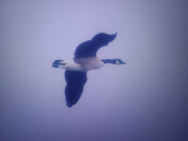 bernikla kanadyjska  - Piotr Janowicz