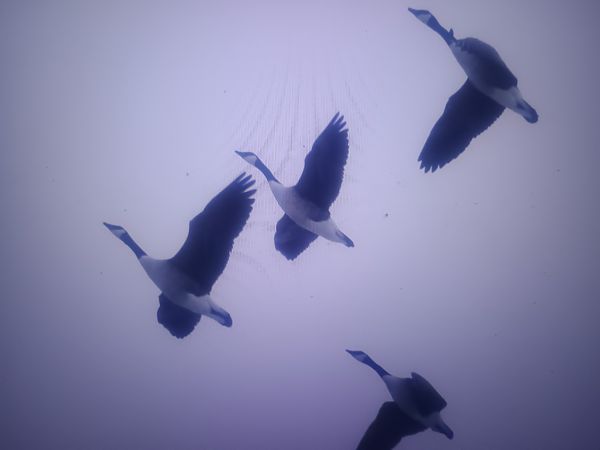 Kanadagans  - Piotr Janowicz