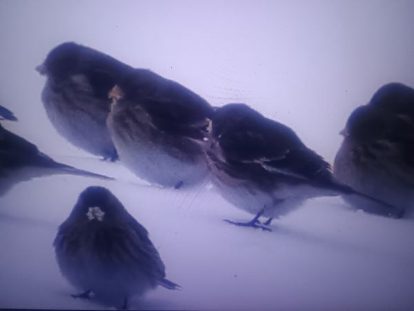 Berghänfling  - Piotr Janowicz