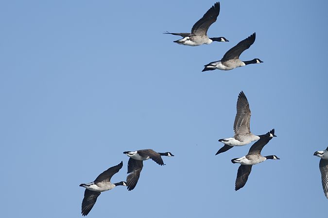 bernikla kanadyjska  - Piotr Janowicz