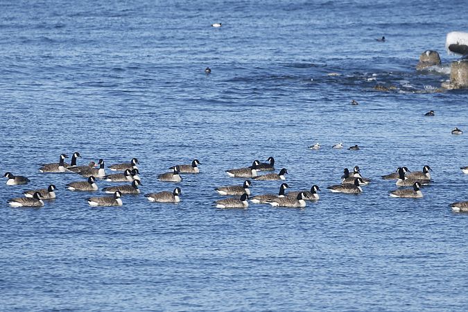 bernikla kanadyjska  - Piotr Janowicz