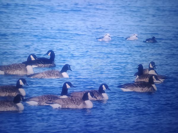 bernikla kanadyjska  - Piotr Janowicz