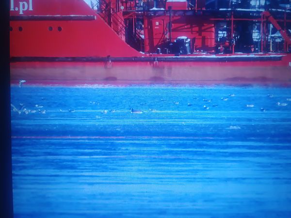 bernikla kanadyjska  - Piotr Janowicz